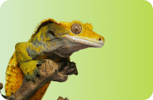 Reptile & Amphibian Supplies