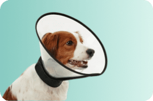 Pet Medical Supplies