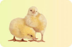 Farm Animal Supplies